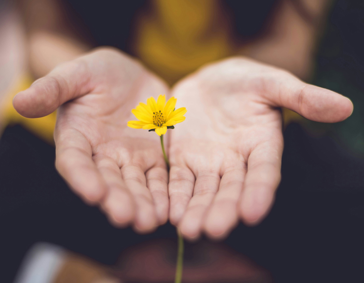 Yellow daisy being cupped by hands