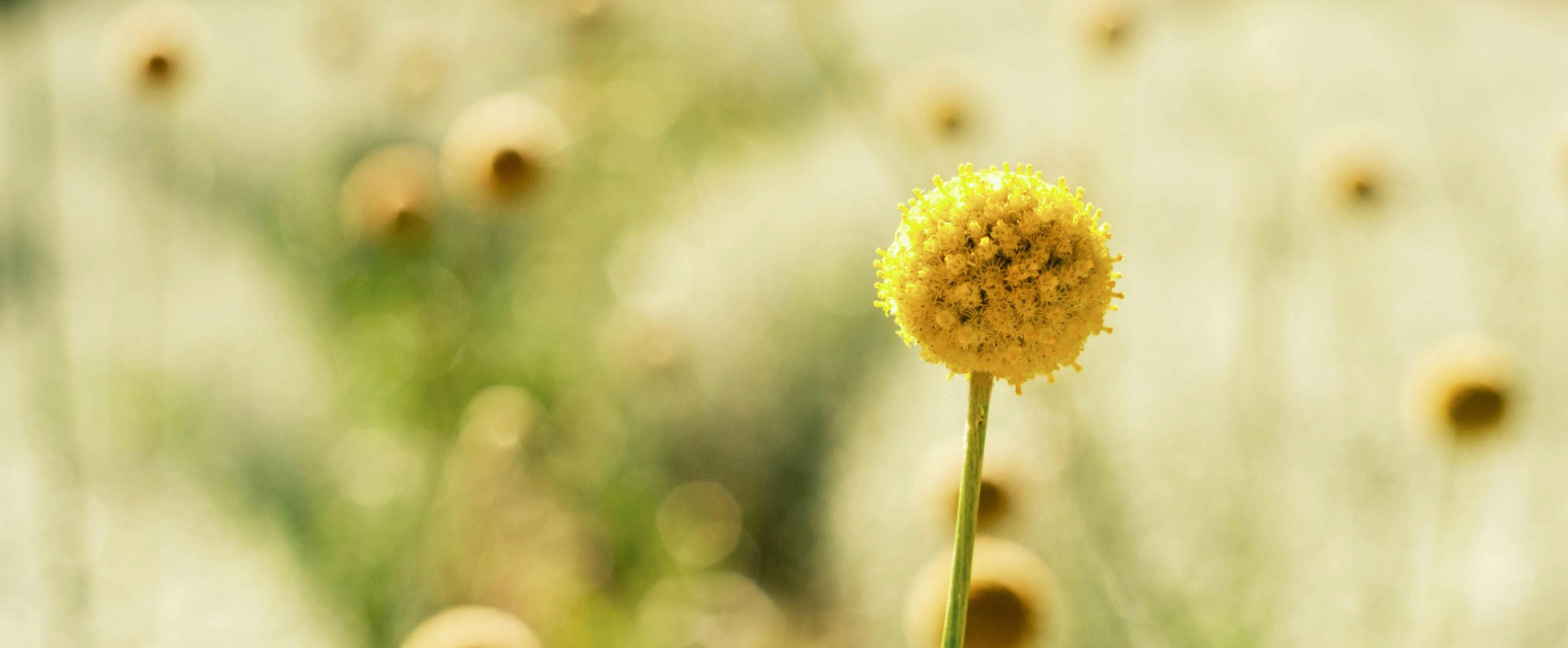 Yellow billy button flower in a field