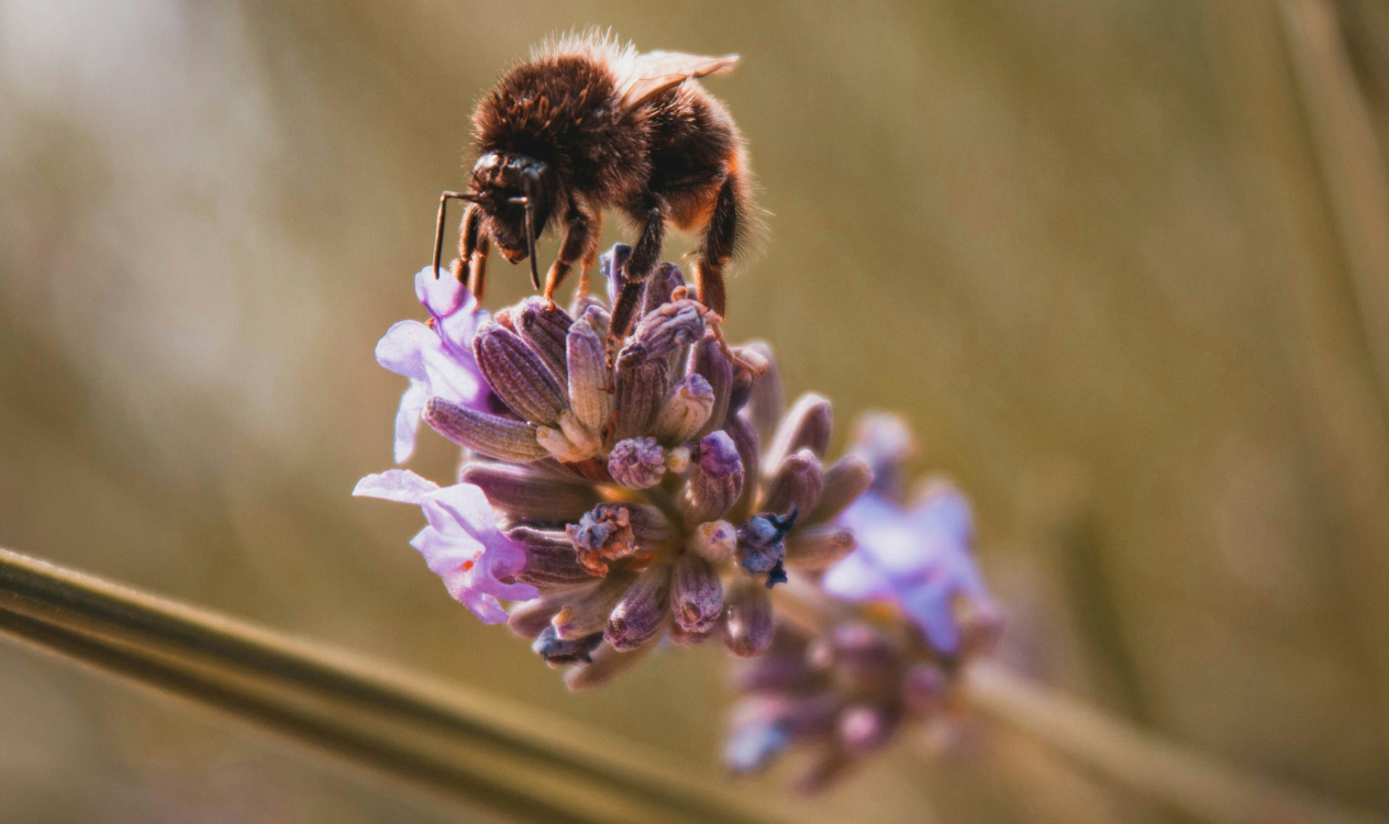 Bee resting on purple lavender flower